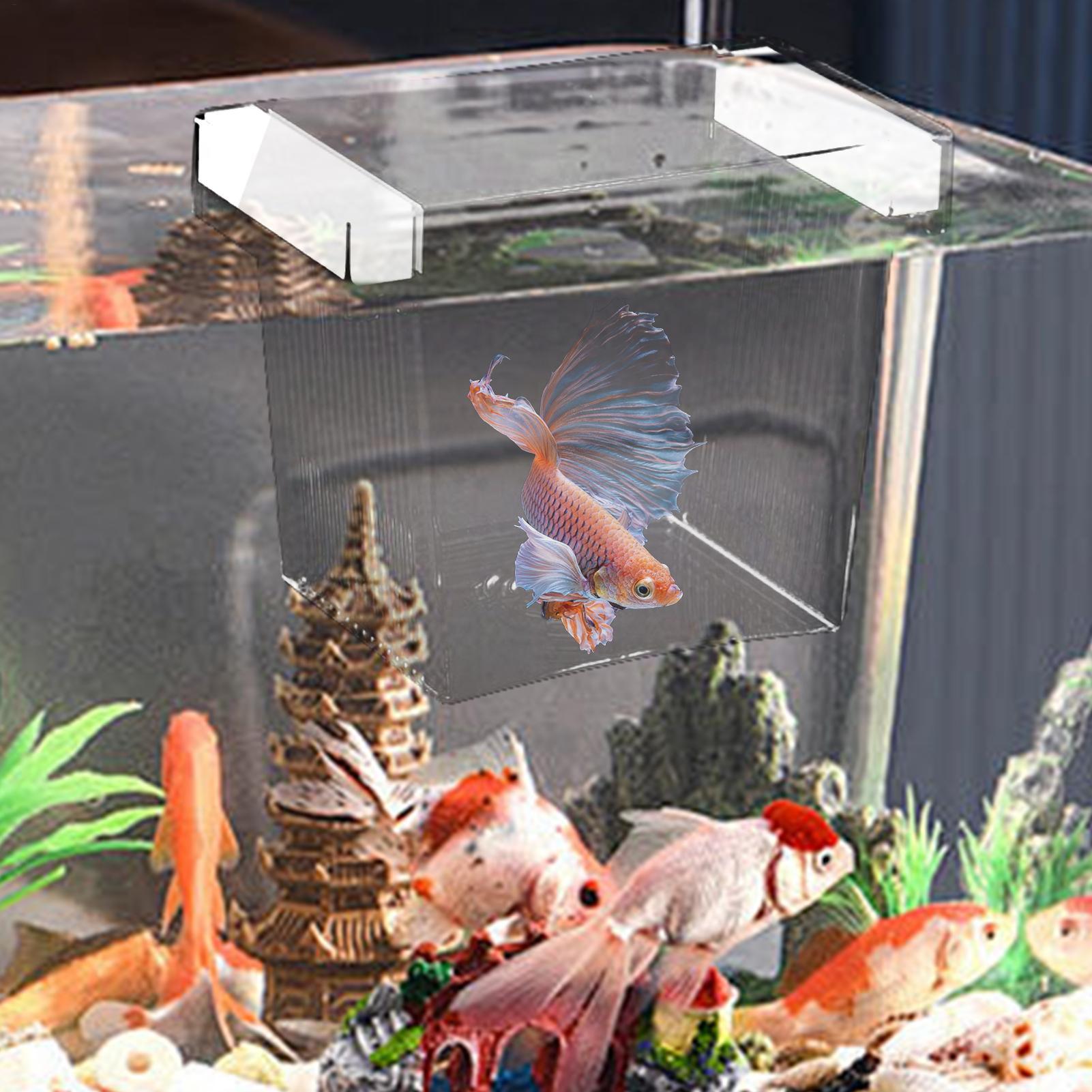 Fish Breeder Box Floating Aqua - Aquarium Fish Betta ulasan dan harga