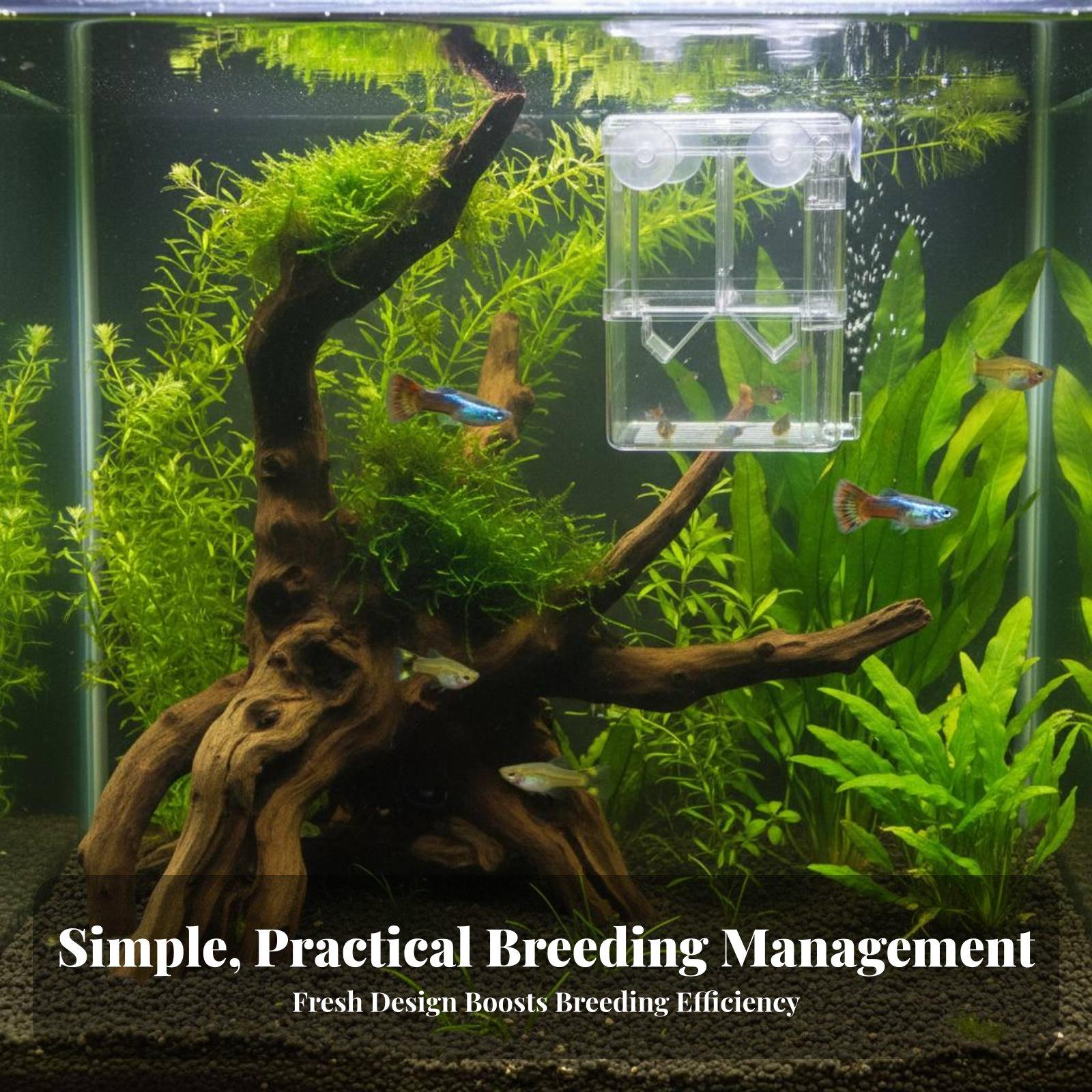 Double Layer Aquarium Breeding - Aquarium Fish Tank ulasan dan harga