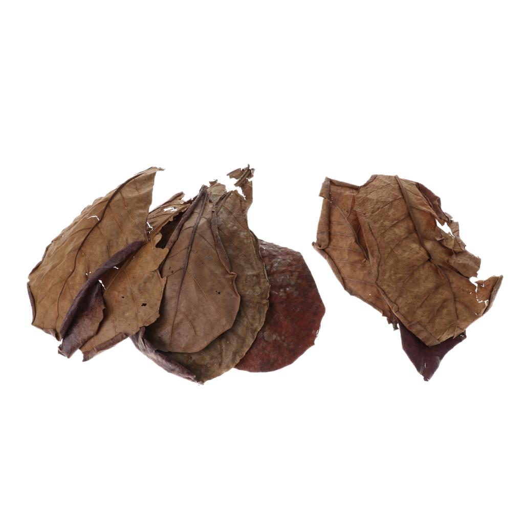 Beneficial Leaf Aquarium Filte - Aquarium Fish Betta ulasan dan harga