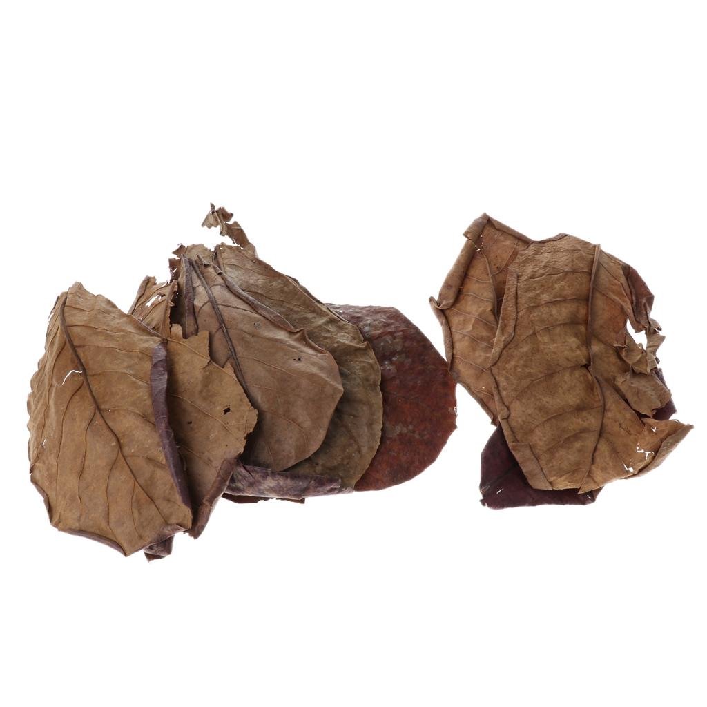 Beneficial Leaf Aquarium Filte - Aquarium Fish Betta ulasan dan harga