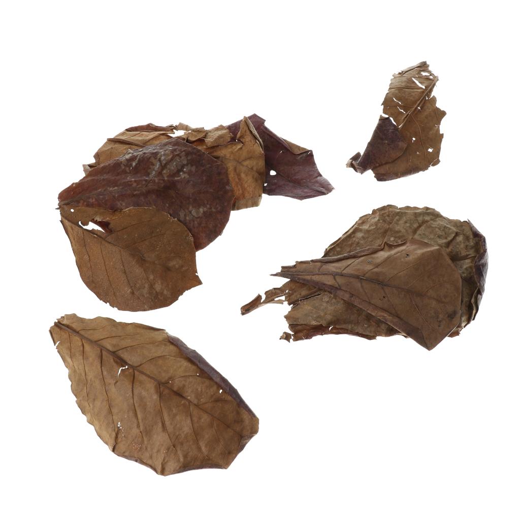Beneficial Leaf Aquarium Filte - Aquarium Fish Betta ulasan dan harga