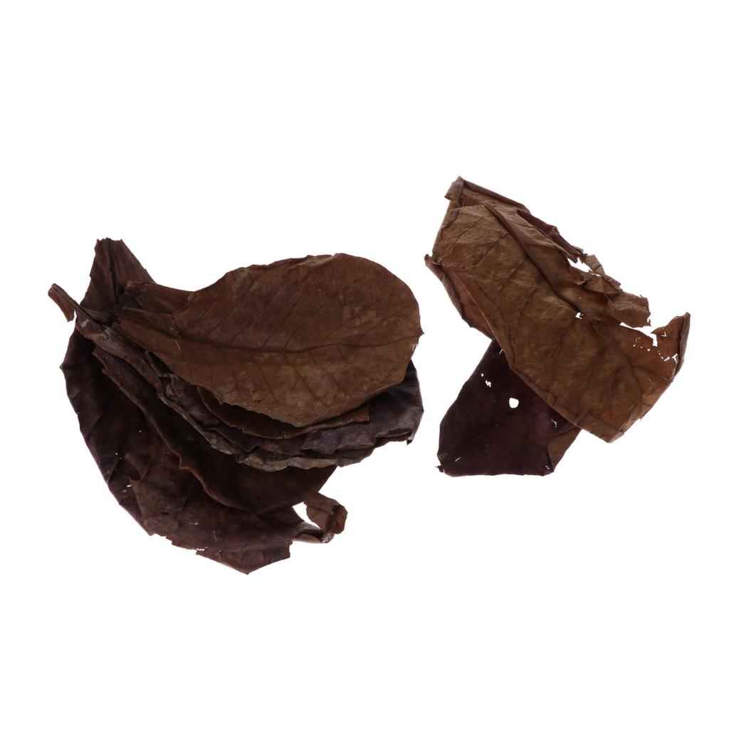 Beneficial Leaf Aquarium Filte - Aquarium Fish Betta ulasan dan harga