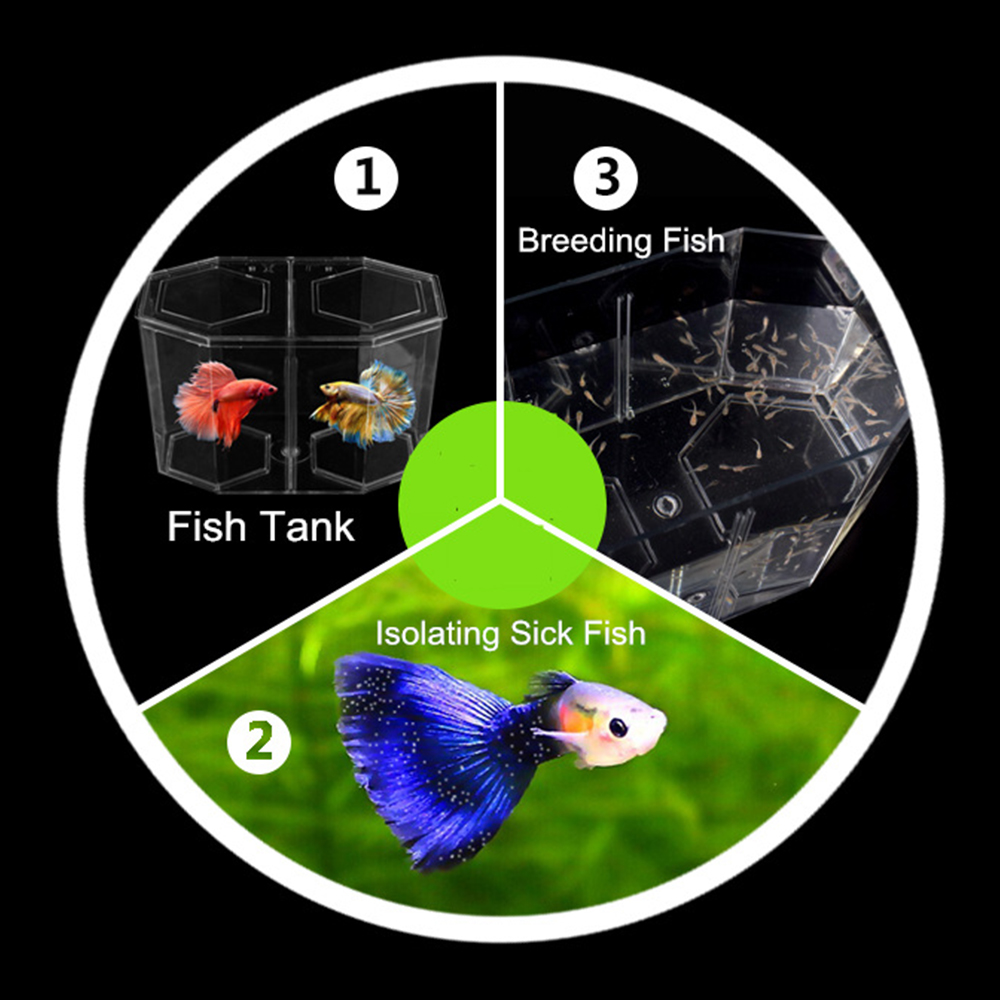 Acrylic Two Splits Guppy Fish  - Aquarium Fish Betta ulasan dan harga